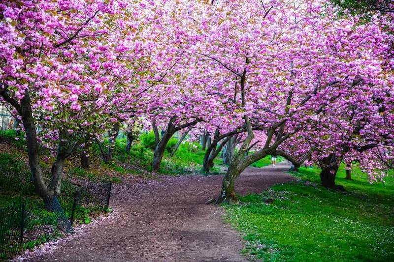 Celebrando la Vida: Festival de los Cerezos en Flor en Nueva York