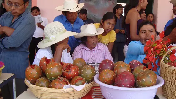 Un Evento Imperdible: Razones para Asistir a la Feria de la Pitaya en Oaxaca este 2024